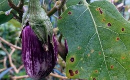 Vad man ska göra för att förhindra att aubergineblad torkar ut och varför de torkar ut och spricker