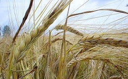 Somiglianze e differenze tra grano e segale nell'aspetto, nella composizione e nell'uso