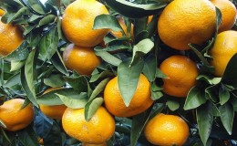 What is a tangerine: where does it come from, how and where does it grow?