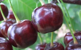 Hybrid av kirsebær og søte kirsebær Miracle Cherry