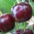 Hybride aus Kirschen und Süßkirschen Miracle Cherry