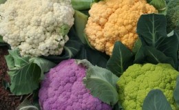 Paglalarawan at mga larawan ng pinakamahusay na mga varieties ng cauliflower