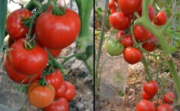 Hvilket utbytte kan du forvente fra Early Girl tomatsorten?