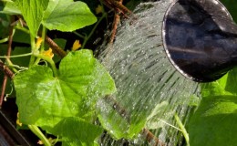 Stapsgewijze instructies voor beginnende tuinders: komkommers op de juiste manier water geven