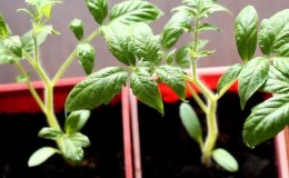 Bagaimana untuk memilih tomato untuk anak benih