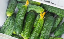 How to store fresh cucumbers in the refrigerator for as long as possible: the best methods and useful tips