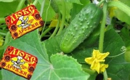 What are the benefits of fertilizing cucumbers in a greenhouse with yeast, how to prepare and use it correctly