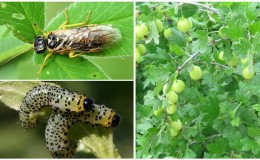 Una plaga peligrosa para el cultivo: la mosca de sierra de la grosella y métodos para combatirla eficazmente