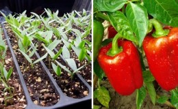 Wo und wie man Paprika zu Hause reifen lässt: Tipps zur Lagerung von Gemüse und zur Beschleunigung der Reifung