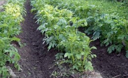 How to properly trim the tops of potatoes and why it is necessary