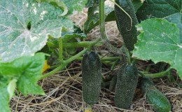 How to increase the yield of cucumbers in open ground using simple but very effective methods