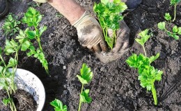 En steg-för-steg-guide för att plantera rotselleriplantor: från förberedelse till transplantation i marken