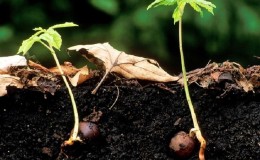 Cómo cultivar castañas a partir de nueces en casa.