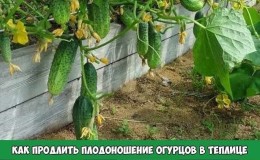 How to prolong the fruiting of cucumbers in a greenhouse: effective life hacks from experienced summer residents