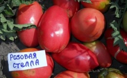 Tomato tahan penyakit dan mudah dijaga Pink Stella: ulasan, foto dan rahsia mendapatkan hasil tuaian yang banyak