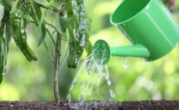 Como regar corretamente pimentas em terreno aberto: instruções com conselhos de jardineiros experientes