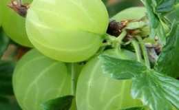 Varieti gooseberry pertengahan awal dengan ketahanan musim sejuk yang tinggi Khinnonmaki Green