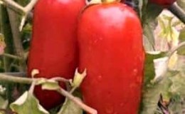 Bagaimana untuk menjaga tukang kebun pasli tomato