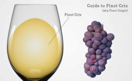 Hvit druesort Pinot Grigio