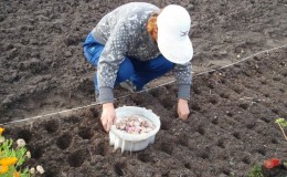 So bereiten Sie Beete für Knoblauch vor dem Winter vor: Schritt-für-Schritt-Anleitung für Anfänger und Ratschläge von erfahrenen Kollegen