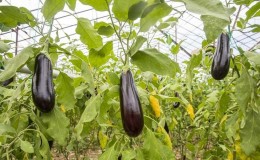 Et utvalg av de beste variantene av aubergine for et polykarbonatdrivhus