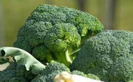 Guida passo passo su come coltivare correttamente i broccoli in casa