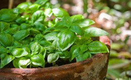 Istruzioni passo passo per coltivare il basilico sul balcone dai semi