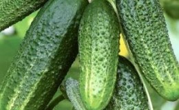 Hybrid cucumber Grandma's granddaughter f1: description and features of agricultural technology