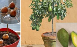 Las mejores formas de madurar aguacates en casa de forma rápida y sencilla