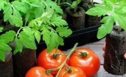 Alhambra tomato hibrid yang menghasilkan tinggi, menyenangkan dengan buah-buahan berair yang besar dan tahan terhadap penyakit