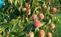 Quali cure sono necessarie per le pesche in autunno per prepararsi al freddo?