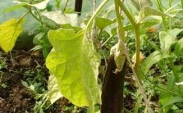 What to do if eggplant leaves turn yellow in a greenhouse