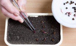 When and how to plant beets with seeds: step-by-step instructions for beginner gardeners