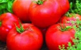 Varieti muda yang telah menjadi kegemaran di kalangan tukang kebun - tomato Apple Siberia.