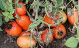 Kami mencari punca dan melawannya dengan berkesan: apa yang perlu dilakukan jika tomato menjadi hitam di bahagian bawah dan bagaimana untuk mencegah masalah itu