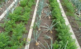 Rules for carrot crop rotation: after what to sow, what to plant after and next to