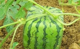 Gibt es quadratische Wassermelonen und wie kann man eine so ungewöhnliche Pflanze selbst anbauen?