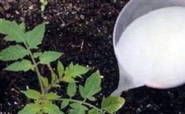 Comment nourrir les tomates pendant la floraison en serre et la fructification