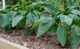 Hvorfor paprika visner i åpen mark og hva du skal gjøre for å redde innhøstingen din