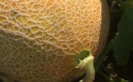 What to do if the melon is not ripe: storage rules for fruit ripening and tips for choosing