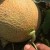 What to do if the melon is not ripe: storage rules for fruit ripening and tips for choosing