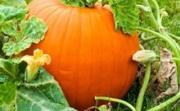 Descripción de la calabaza (corteza dura, pepo): composición y propiedades, características, matices de cultivo y uso.