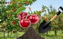 Una guía para replantar cerezas en verano para jardineros principiantes