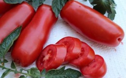 Pelbagai untuk pencinta tomato eksotik yang jarang berlaku - tomato Kayu Api