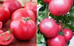 Apakah kebaikan tomato Tretyakovsky?