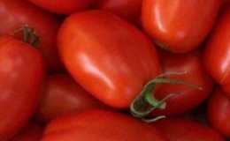 Bagaimana untuk menanam tomato Stolypin yang baik