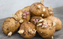 Batatas germinadas: o que fazer com elas e dá para comê-las?