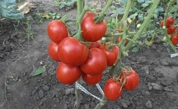 Pelbagai yang bersahaja dan bersahaja yang memerlukan penjagaan yang minimum - tomato Tolstushka: kami menanamnya tanpa kerumitan