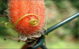 Qué son los pepinos rojos (Tladiantha dudosa), por qué son buenos y qué hacer con ellos