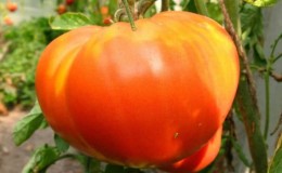 Salah satu tomato yang paling disukai di kalangan tukang kebun ialah Heavyweight of Siberia: varieti yang berterusan, masak awal dan menghasilkan tinggi.